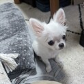 もうすぐ４ヶ月になるチワワののおとこの子です。