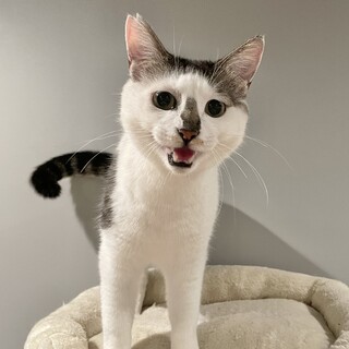 おかっぱ頭の甘えん坊イケメンにゃんこ