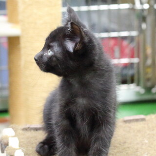 譲渡対象猫のご紹介です　(C240404-1)