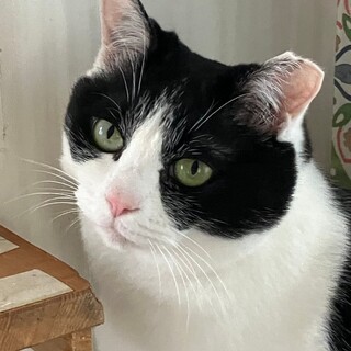 お出迎えしてくれます！ゴロゴロスリスリの人間大好き