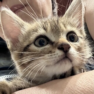 キジトラ美猫君