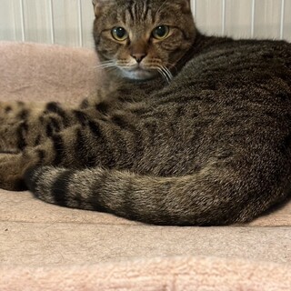 甘えん坊おっとり癒やし系丸顔のキジトラ男子！