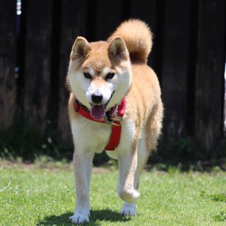 明るくとっても人懐っこい柴犬♡かざりちゃん