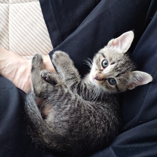 元気で活発なキジトラの男の子♂