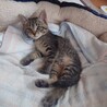 元気で活発なキジトラの男の子♂ サムネイル3