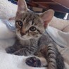 元気で活発なキジトラの男の子♂ サムネイル4