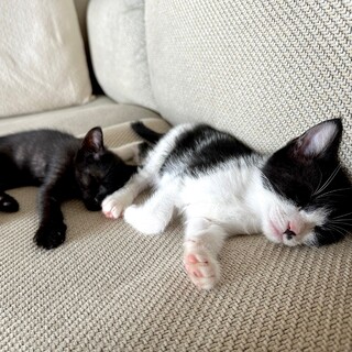 【6/23芝浦】天真爛漫♪好奇心＆食欲旺盛な兄弟