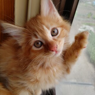 元気な四つ子の子猫