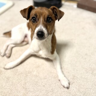 里親になって頂ける方