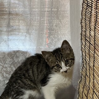 ぱすた：穏やかで優しい男の子