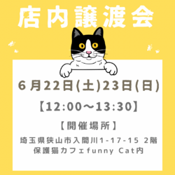 子猫だらけの店内譲渡会in funnyCat