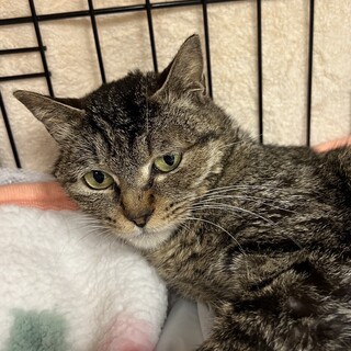 トライアル中ケアが必要だけど愛らしいミラクル