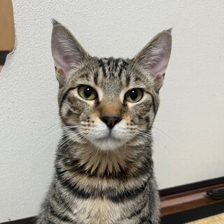 8/4津田沼ෆ⃛ヒョウ柄風ෆ⃛そらジローくん