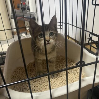 人懐っこく甘えん坊　銀太くん