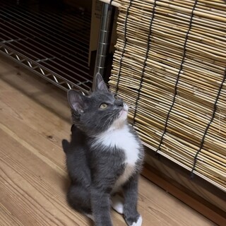 ※6匹きょうだい※ たび