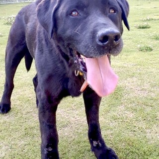 ★シニアにチャンスを★レオ★ラブ★