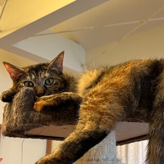 ෆ⃛病気療養中ですෆ⃛シーちゃん