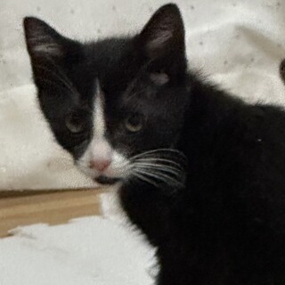 だいず：兄貴的な存在