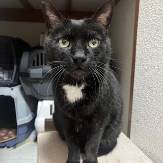 ෆ⃛糖尿病ですෆ⃛クロちゃん」千葉県 - 猫の里親募集(491495