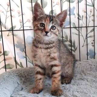 【7/15芝浦】甘えん坊の美猫さん★たんぽぽちゃん