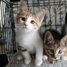 【7/15芝浦】甘えん坊の美猫さん★たんぽぽちゃん サムネイル4