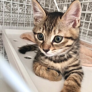 美猫三姉妹♡フィービー♀