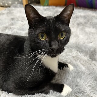 3歳のくろねこ くーちゃん