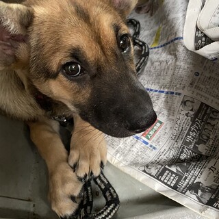 元気一杯甘えん坊の子犬レン君3ヶ月
