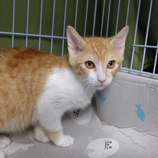 ちょっぴり怖がりなイットちゃん