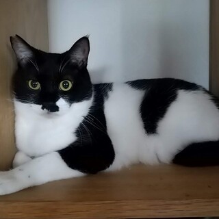 スティック一家【ぽっきー】