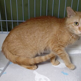 お膝の上が好きなロゼちゃん