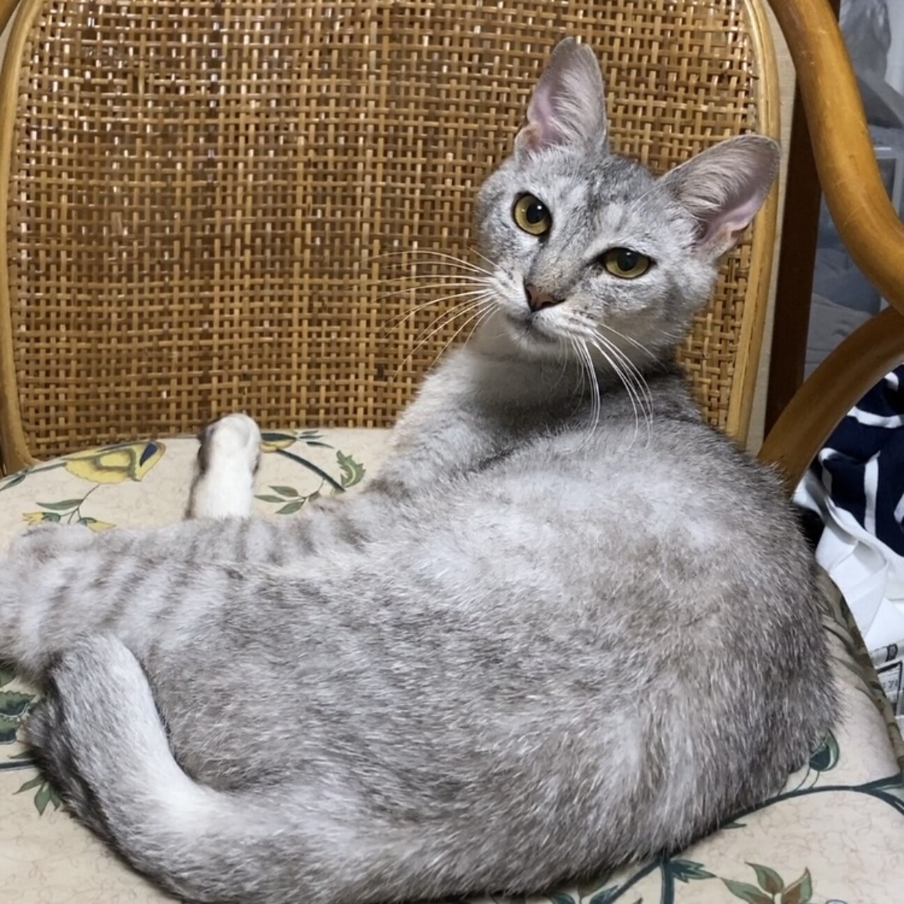 【専用】アビシニアン　ブロフ読んで下さい様 アビシニアン | ペットショップ マルワン 小さめ子犬 美形な子猫