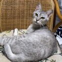 アビシニアン風シルバー短毛甘えん坊の男の子