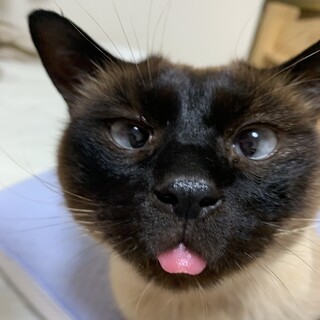 すごく人懐っこいシャムmixのスカイ君