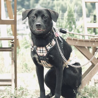 イケワン男子☆カッコよすぎるコロンくん！