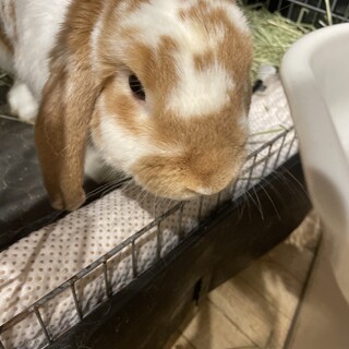 ロップイヤー　2歳