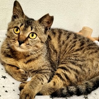 【6/23⭐️堺東にて譲渡会】参加猫メイメイちゃん