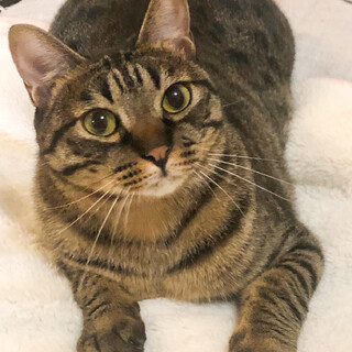 【12/22⭐️堺東にて譲渡会】参加猫 猿之助くん