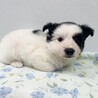 推定2024年5月生 白黒♀ルッコラちゃん♡ サムネイル3