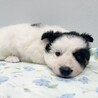 推定2024年5月生 白黒♀ルッコラちゃん♡ サムネイル5