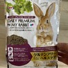 ネザーランドドワーフ　里親募集 サムネイル4