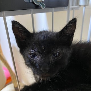 真っ黒子猫♂の里親さん募集