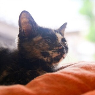 落ち着いた女の子　つむぎ