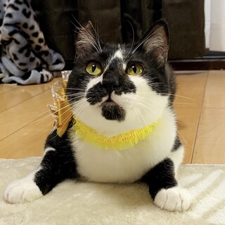 大福　オス　ビビリの甘えん坊　白黒