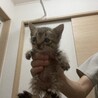 人馴ればっちり！かわいいキジトラの女の子！ サムネイル2