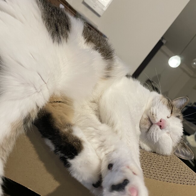 ぎまめのカバー写真