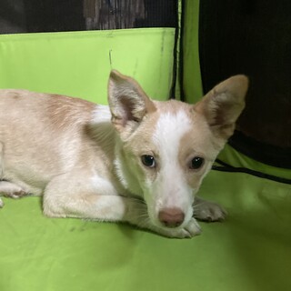 保健所からレスキュー！　控えめなボタンちゃん！