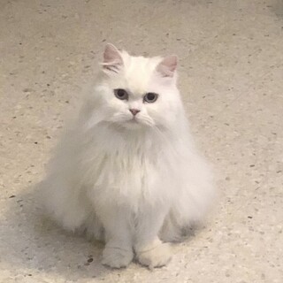 【6/23東銀座】おもちちゃん★２歳弱♪