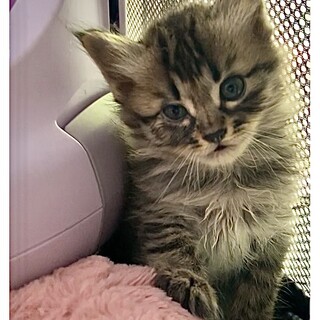 【7/21更新】珍しいキジトラ長毛　人懐こい男の子