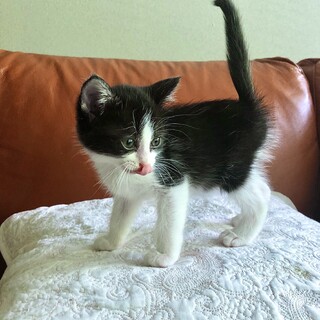 ひょうきんでごきげんな人懐こいハチワレちゃん♀